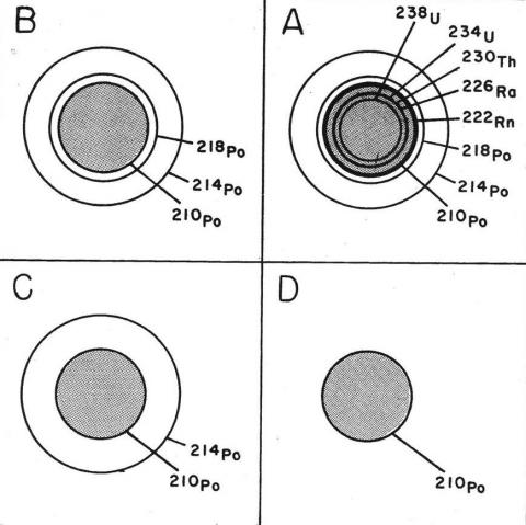 Collins Figure 2: Variety of Halos